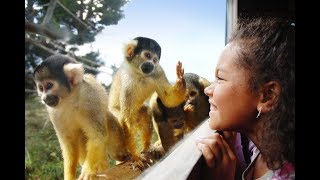 Drusillas Park  The Best Family Day Out in Sussex [upl. by Leahpar431]