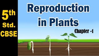 Reproduction In Plants  Class 5 [upl. by Leidba]