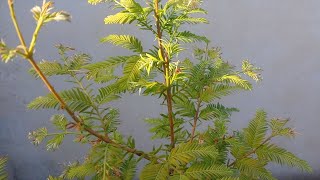 Metasequoia Glyptostroboides Dawn Redwood Bonsai Tree [upl. by Carlita]