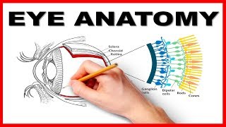 Eye Anatomy and Function  Made Easy [upl. by Rozalie]