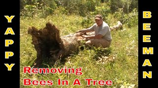 Honey Bee Removal From Inside A Bee Tree [upl. by Marino903]