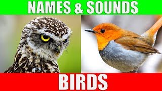 BIRDS Names and Sounds  Learn Bird Species in English [upl. by Nauqat823]