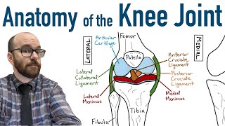 Structure of Synovial Joint Explained in Simple Terms [upl. by Kingsly279]