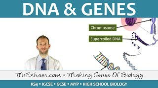 DNA and Genes  GCSE Biology 91 [upl. by Aneis]