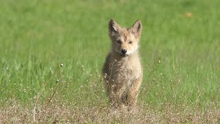 Eastern Coyote Pup Squeaks out the Cutest Howl [upl. by Perceval]