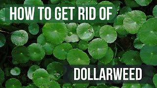 How to Get Rid of Dollarweed 4 Easy Steps [upl. by Aigroeg839]