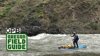 Paddleboarding the desert wonders of the John Day River  Oregon Field Guide [upl. by Nonnairb33]