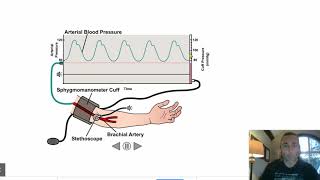 How Does a Blood Pressure Cuff Work [upl. by Hannaj767]