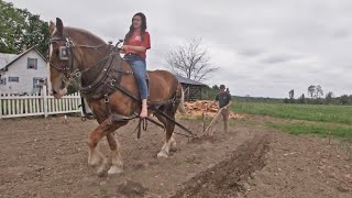 DRAFT HORSES Working The Garden [upl. by Annoya]