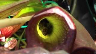 Carnivorous Plants feeding and eating lots of insects [upl. by Dianemarie]