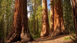 The Redwood Trees  World Tallest Trees [upl. by Seligmann]