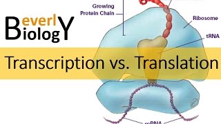 Transcription vs Translation [upl. by Enovaj]