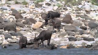 Wild Water Buffaloes Bubalus arnee at Manas National Park Assam India [upl. by Lenneuq]