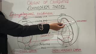 Origin of Chordates Part1 Echinoderm theory  Zoology BScMSc [upl. by Eimat404]