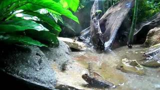 Indian Mudskipper Full Tank Video [upl. by Balliett]