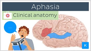 Aphasia Wernickes vs Brocas  Clinical Anatomy  Kenhub [upl. by Gilchrist]