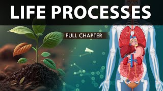 Life Processes Class 10 full Chapter Fully Animated  Class 10 Science Chapter 6  CBSE  NCERT [upl. by Evangeline407]