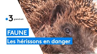 Faune  les hérissons en danger [upl. by Marasco]