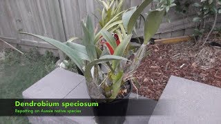 Repotting a Dendrobium Speciosum [upl. by Ailbert424]