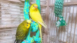 Help Lonely Budgies to Chirp Nature Parakeets Bird Sound 12 Hr [upl. by Brandi]