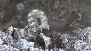 Iranian spidertailed viper tricks bird [upl. by Atalanta]