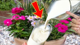 ⭐⭐ Añade LECHE a tus PLANTAS y durarán AÑOS  Fungicida casero  Roya Oídio Brotytis Mildiu [upl. by Lotus]