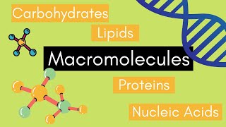 Beginners Guide to MACROMOLECULES [upl. by Josephine]