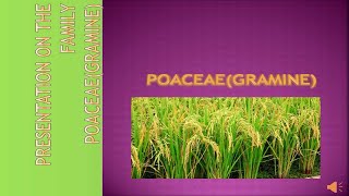 Poaceae Family Characteristics Gramineae [upl. by Redan]