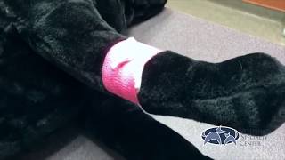 Veterinary Specialty Center  Bandage Removal [upl. by Brad]