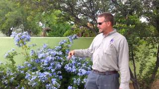 Civano Nursery  Plumbago [upl. by Maller]