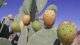 Cactus Pear Fruit Production English version [upl. by Apoor28]