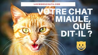 QUAND VOTRE CHAT MIAULE COMME ÇA QUE DITIL  🐱 [upl. by Sinnel]