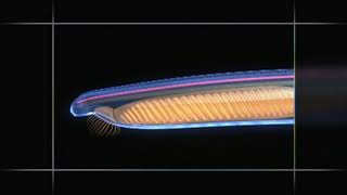 Chordate Animation  Amphioxus to Vertebrate Body Plan [upl. by Aicre426]