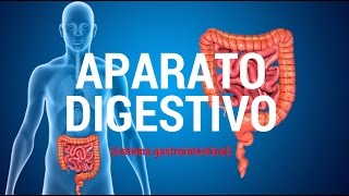 Aparato digestivo sistema gastrointestinal [upl. by Domella]