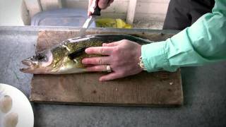 How to fillet Walleye  Walleye Cleaning [upl. by Nyl]