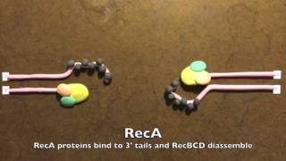 Homologous Recombination in Prokaryotes [upl. by Nylednarb]