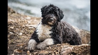 Portuguese Water Dog Training Agility [upl. by Haiasi]