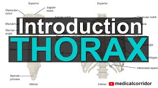 Introduction to Thorax [upl. by Haines754]