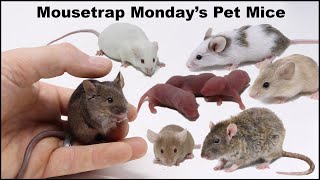 Meet Mousetrap Mondays Pet Mice amp Rats [upl. by Magill]