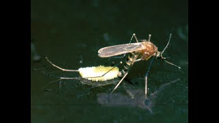 How do mosquitoes reproduce  Just Earth [upl. by Alo313]