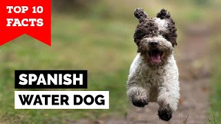 Spanish Water Dog  Top 10 Facts [upl. by Atse945]