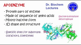 Enzymes Structure and Properties [upl. by Ithsav700]