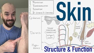 Integumentary System  Structure and Function of the Skin [upl. by Arukas745]