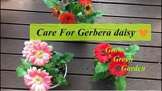 How to care for Gerbera Daisy [upl. by Nnyliak]