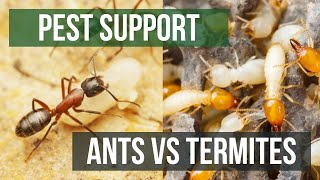 Whats the Difference Between Ants amp Termites  Pest Support [upl. by Janos940]