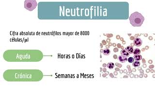 Neutrofilia y Leucemia Mieloide Crónica [upl. by Manno]