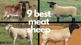 The 9 Best Sheep Breeds for Meat [upl. by Nidraj]