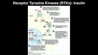 Biosignaling  Receptor Tyrosine Kinases amp Insulin [upl. by Rains]