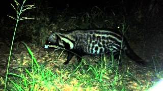 African Civet Kruger National Park [upl. by Leihcim]