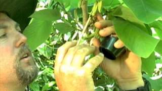 Cherimoya Hand Pollination [upl. by Valiant]